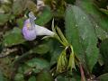 Duckbill Bog-Herb